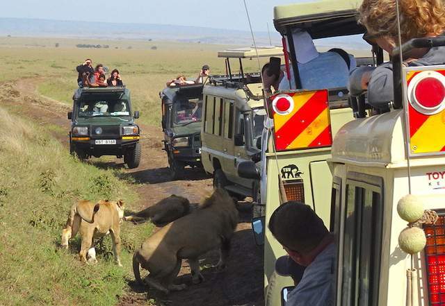 野生动物园|肯尼亚Safari精选 拍摄于2021年11月