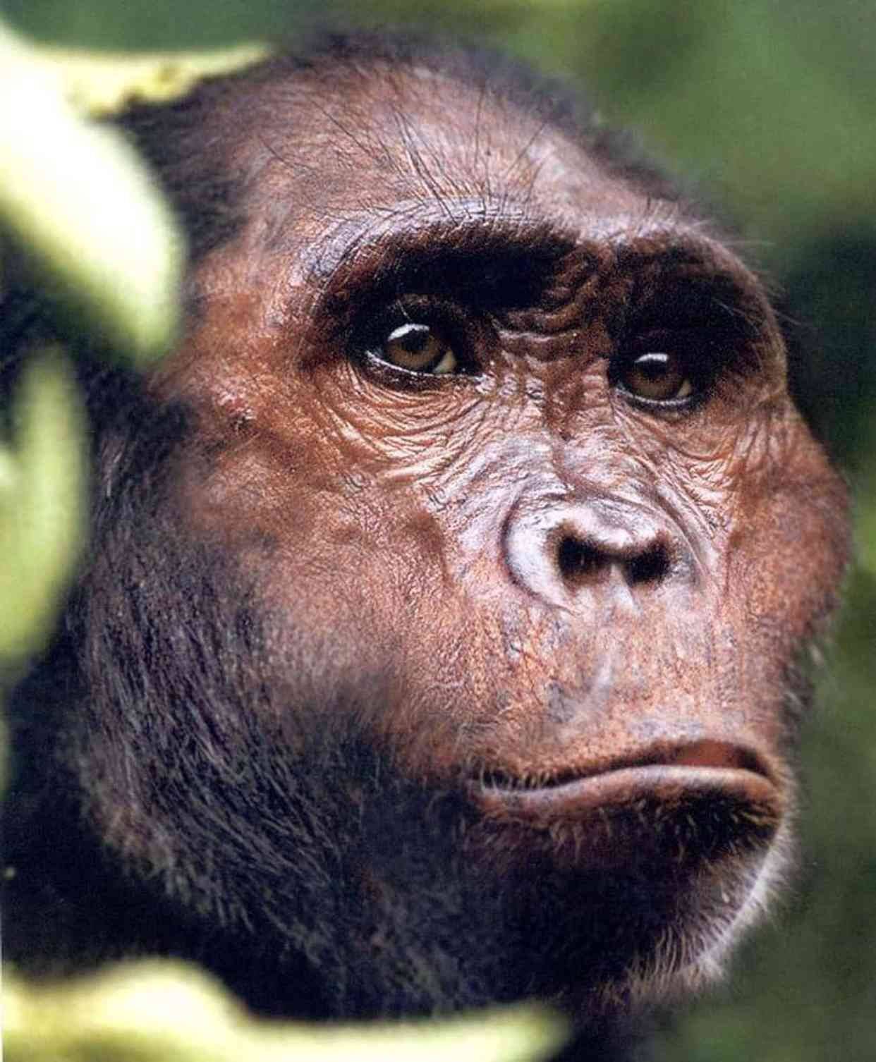 阿法南方古猿可能是最著名的早期人类物种,迄今为止发现了300多具遗骸