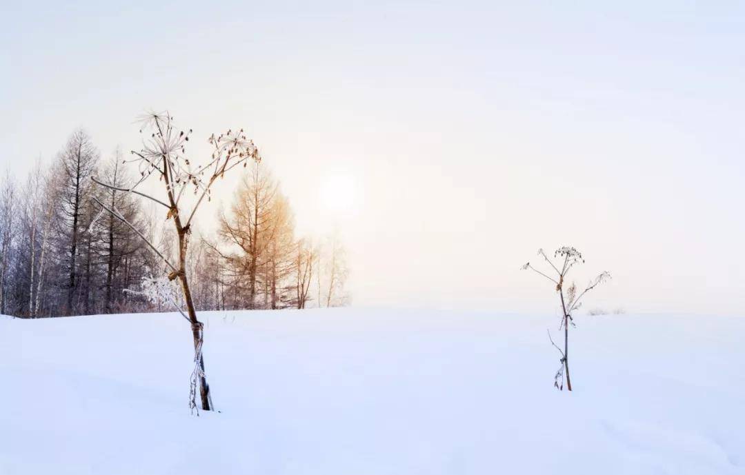 愿君|小雪节气 | 小雪忽至，万物冬藏，愿君多珍重！