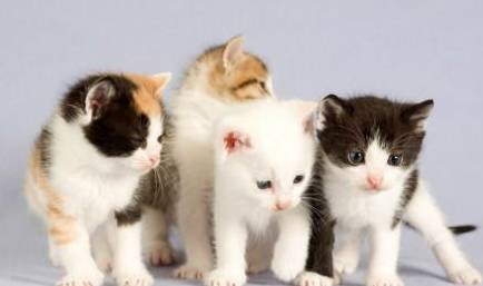 两地本土确诊4例，详情公布！绵阳疾控：立即对照、报备！_病例_浦东 