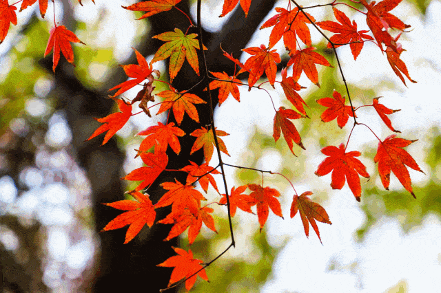 眉山600亩红枫冲上热搜,成为又一网红打卡地_枫叶