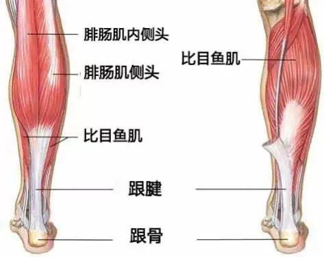 小腿肌间静脉血栓形成