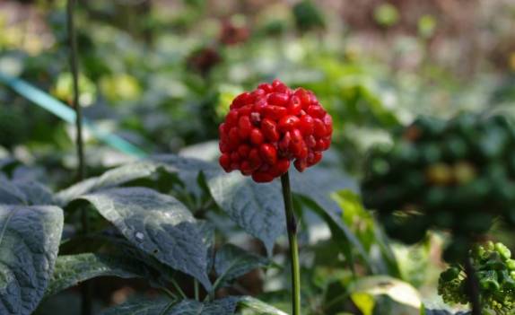 标准|三七粉品牌推荐，首选安全无公害的养立方金三七