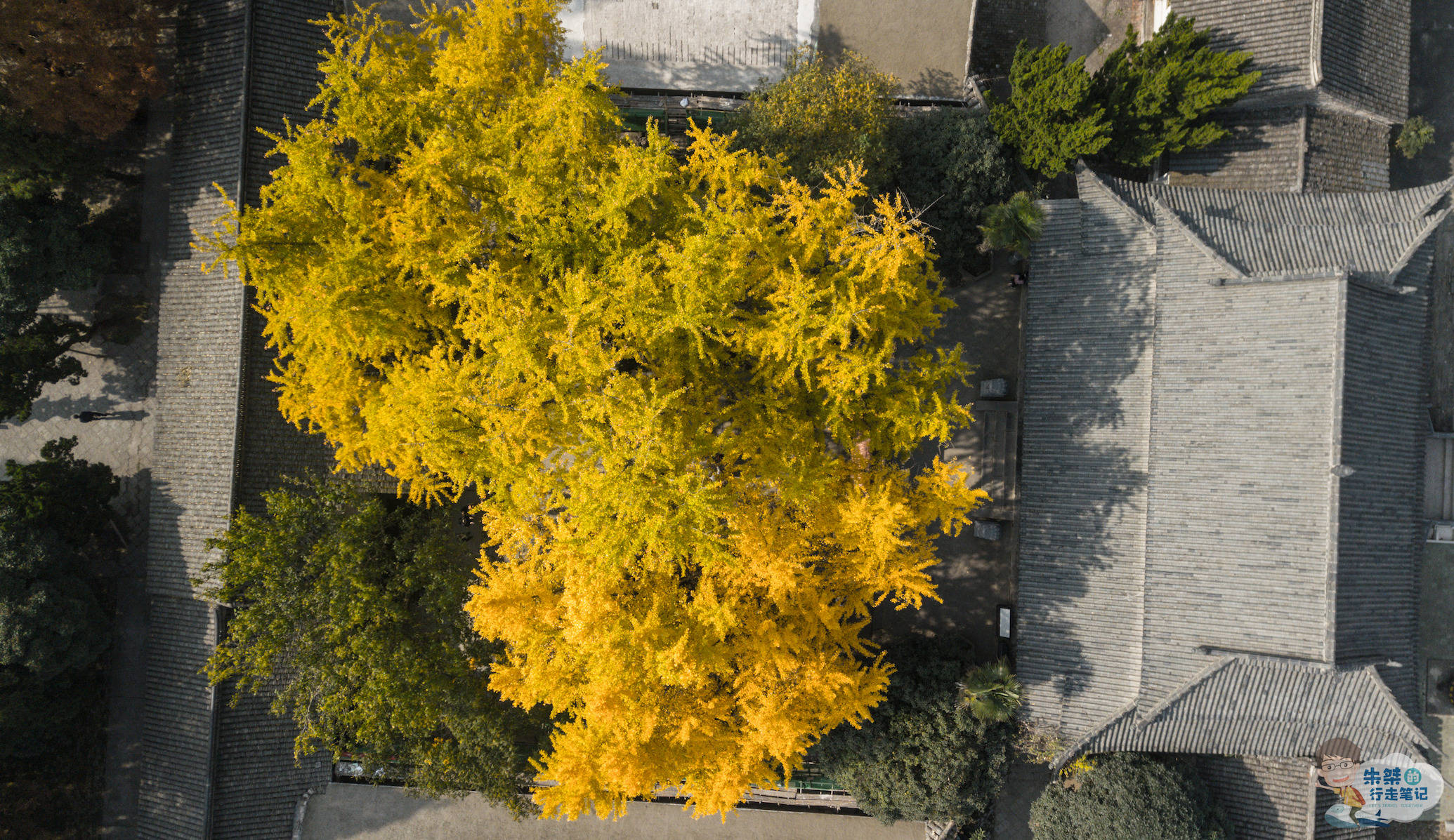 禅寺|安徽最美银杏观赏地，1300年银杏惊艳世人，曾为国家级博物馆所在地