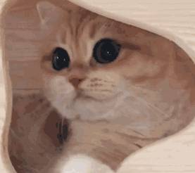 02374fdcd9fc4cafb75eed93479fd011.jpeg