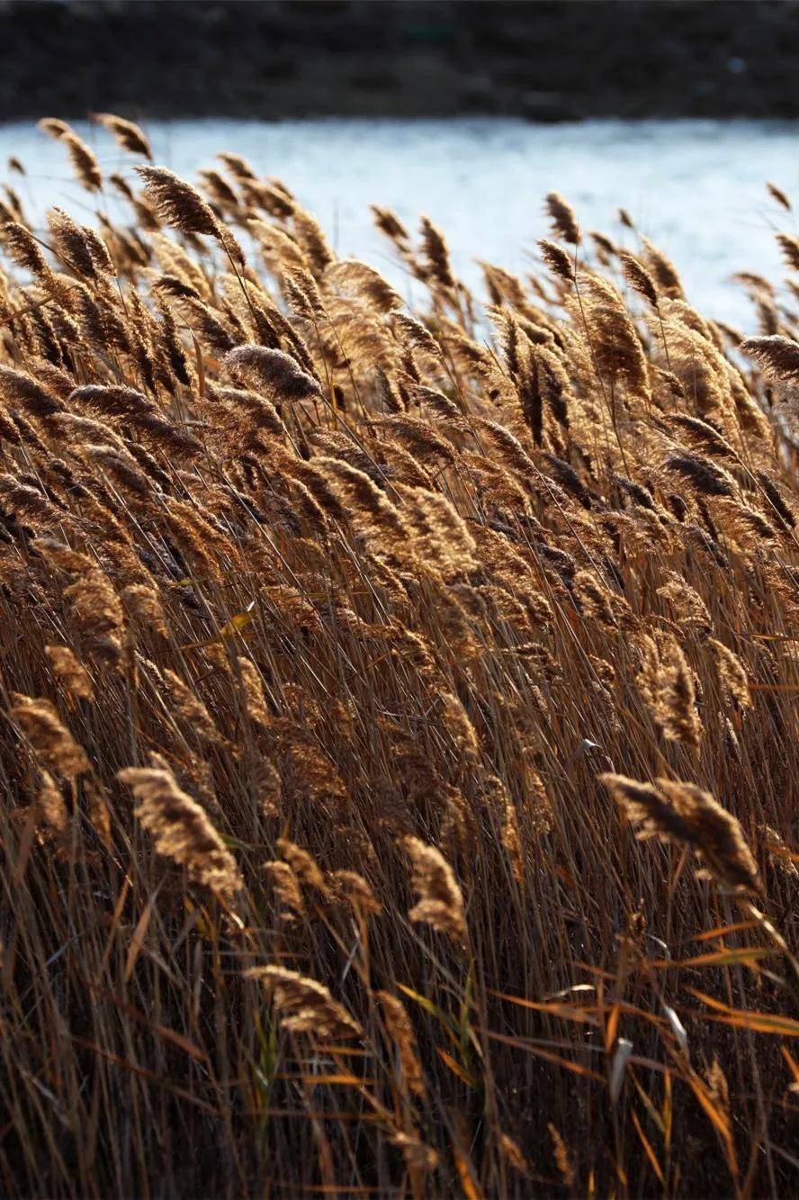 从芦苇丛里走一遭,站在比肩同高的芦苇地里,随便凹上几个造型,拍出来