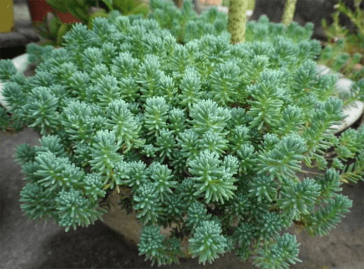 耐旱又好成活的植物,得看这些皮实的多肉,30天不浇水都还肥嘟嘟