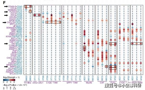 分析方法|单细胞测序之细胞互作_类型