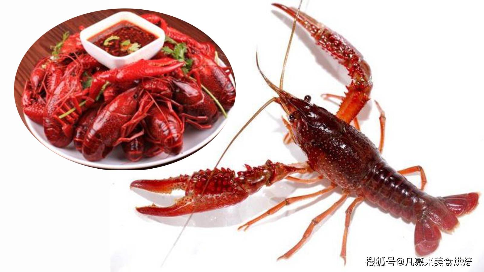 不同养殖水色对红螯螯虾稚虾存活、生长和体色的影响