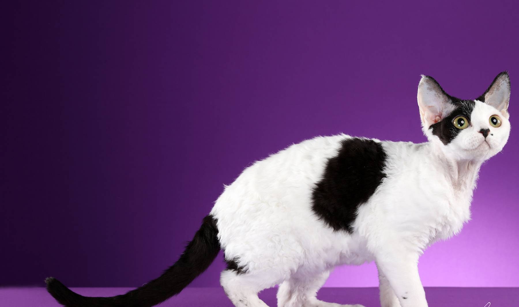 德文卷毛猫 现实中的 外星人猫 堪称比布偶猫完美 毛发 主人 性格