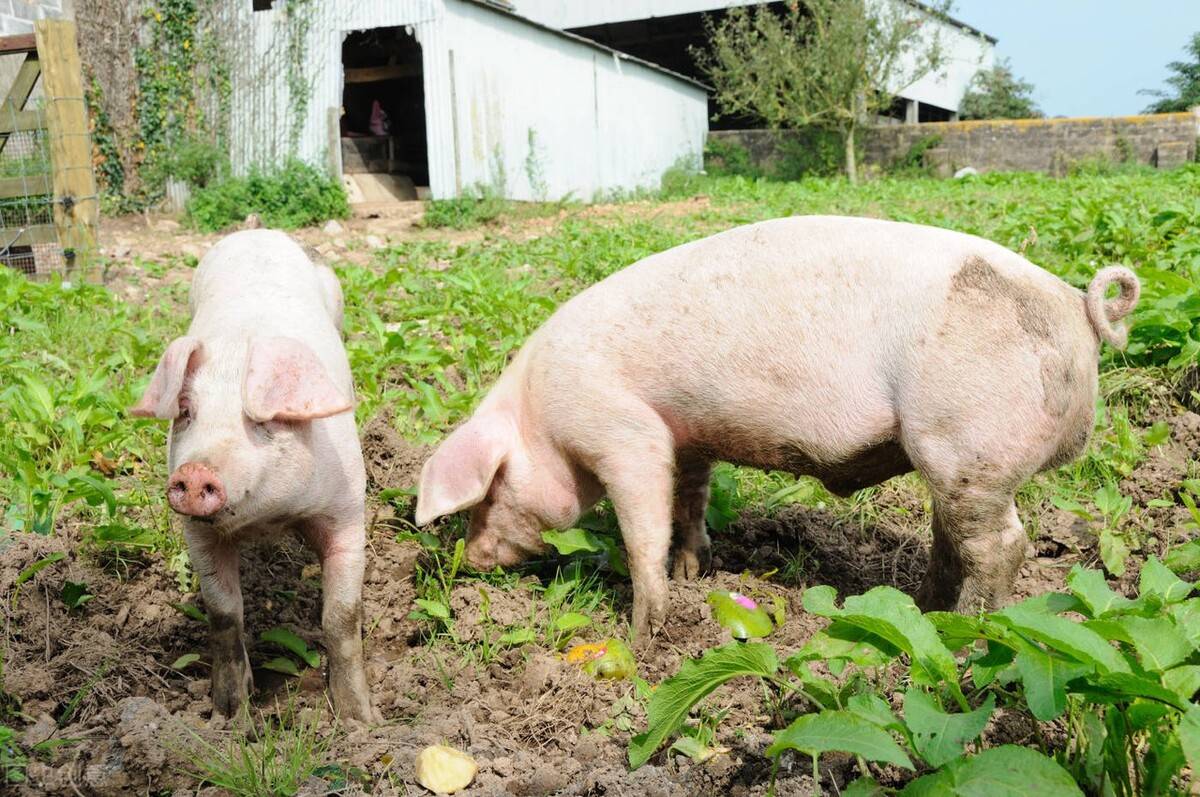 11月25日猪价:北方地区猪价有所降温,整体弱势上涨!_生猪