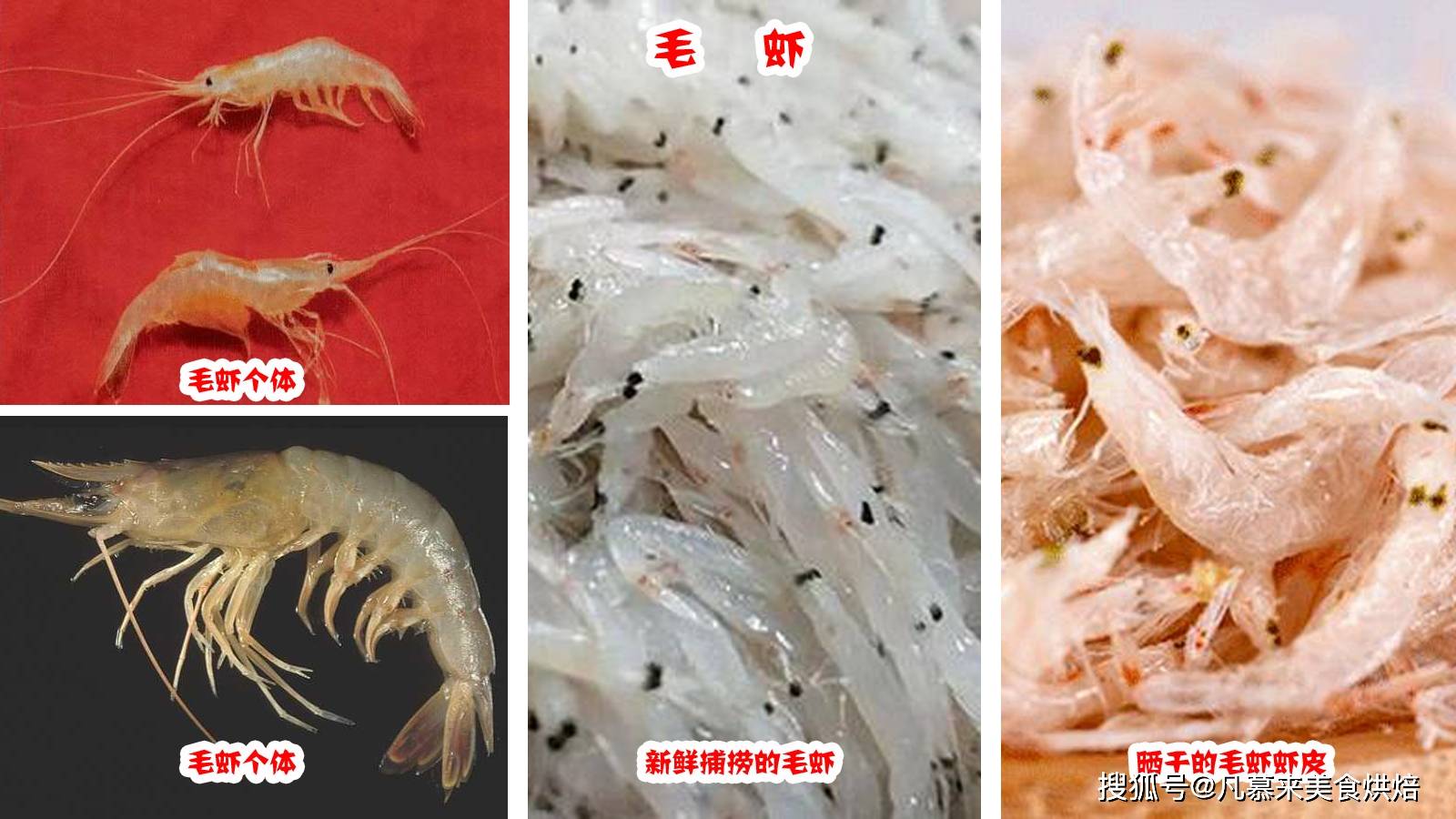 虾的种类有哪些？25种常见虾，河虾海虾哪种最好吃？你吃过哪几种？ - 哔哩哔哩