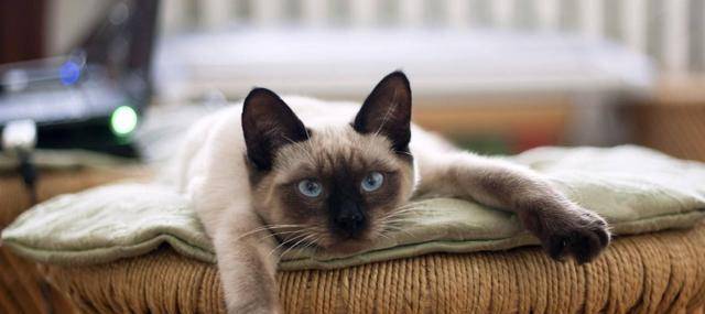 体重常见的6种宠物猫的标准体重，你家猫超重了吗？