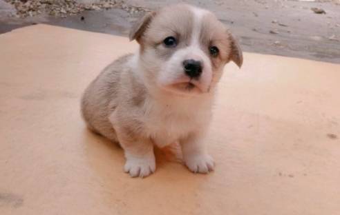 因为柯基犬小的时候太萌了，都忍不住想捏一捏，摸一摸