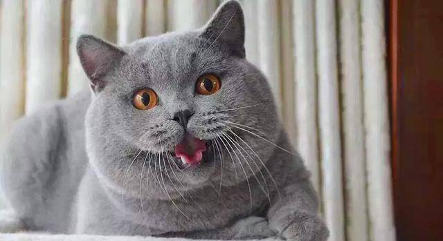 体重常见的6种宠物猫的标准体重，你家猫超重了吗？