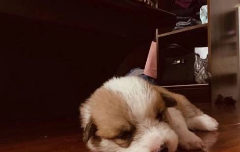 因为柯基犬小的时候太萌了，都忍不住想捏一捏，摸一摸