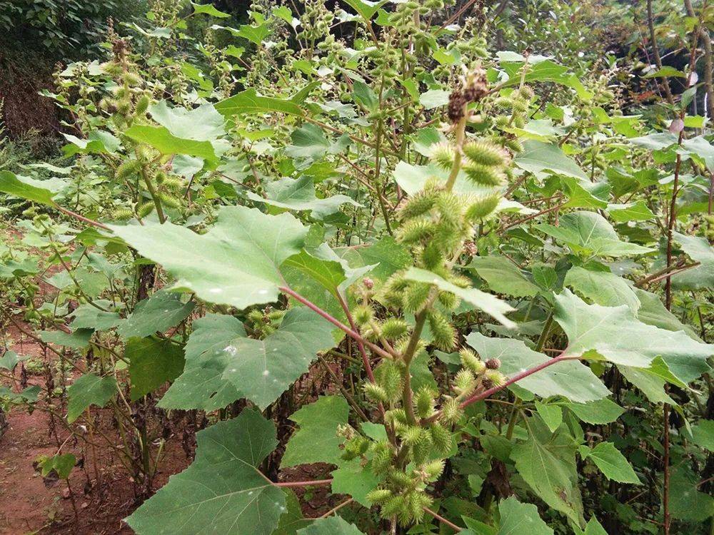 一种植物刺耳图片图片