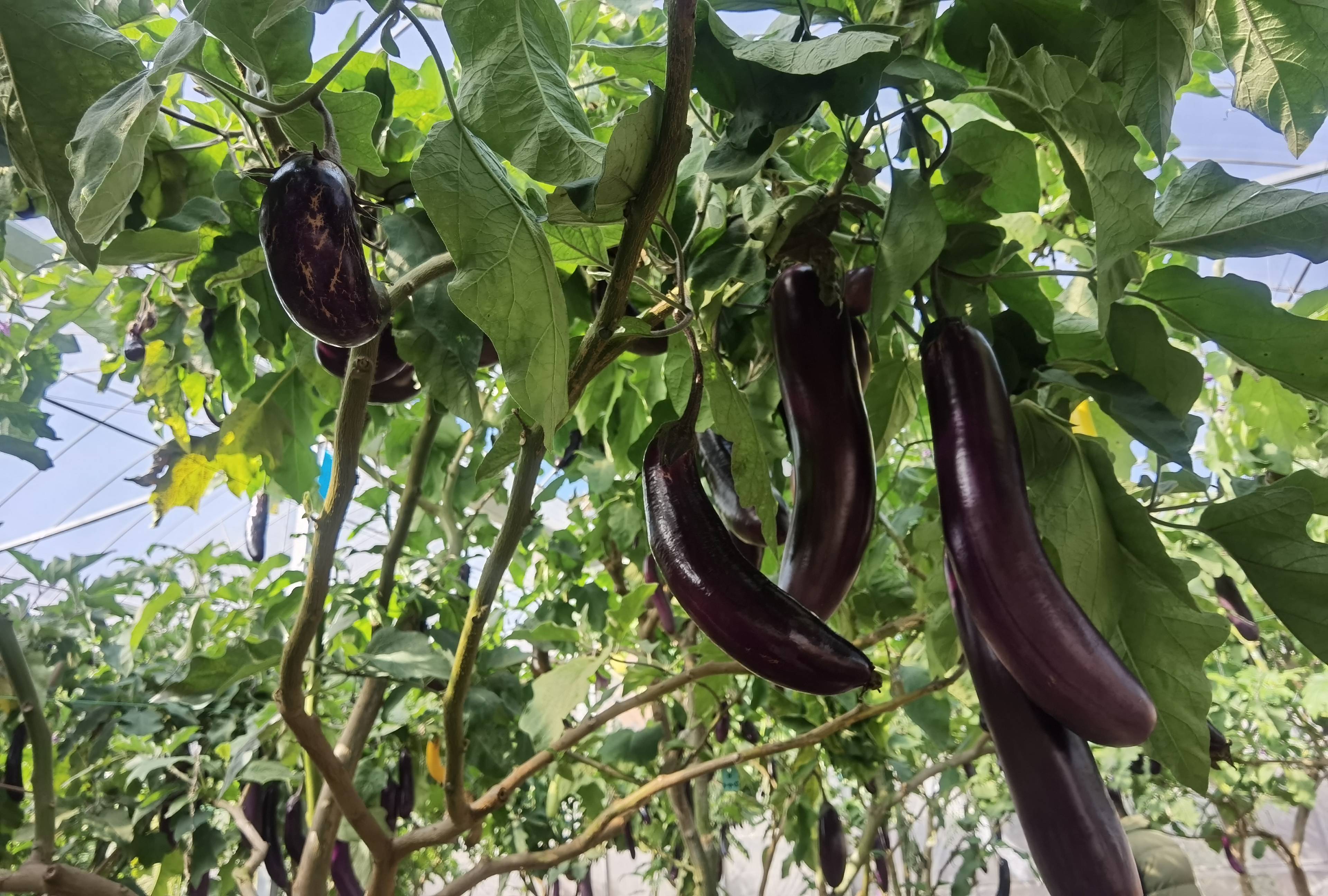 农业新产品——超级山茄树_茄子_成功_代山