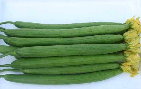 丝瓜的功效与作用及药用价值 6019d1fb31314022878c35b71ed6032e.jpeg