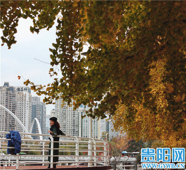 【图集】银杏染初冬 贵阳遵义路成"网红打卡地"