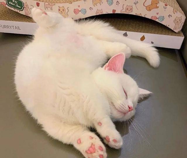 怎么养猫才能粘人 952bcf1776f2421e9615ea0cfe2fc5e9.jpeg