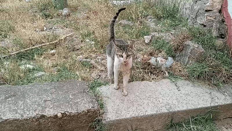 三花猫妈带娃见恩人，却意外“翻车”，2只小猫不领情，惹来邻居抱怨