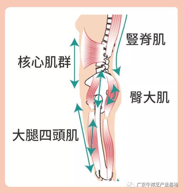 锻链核心肌群的8大好处_运动_脊椎_身体