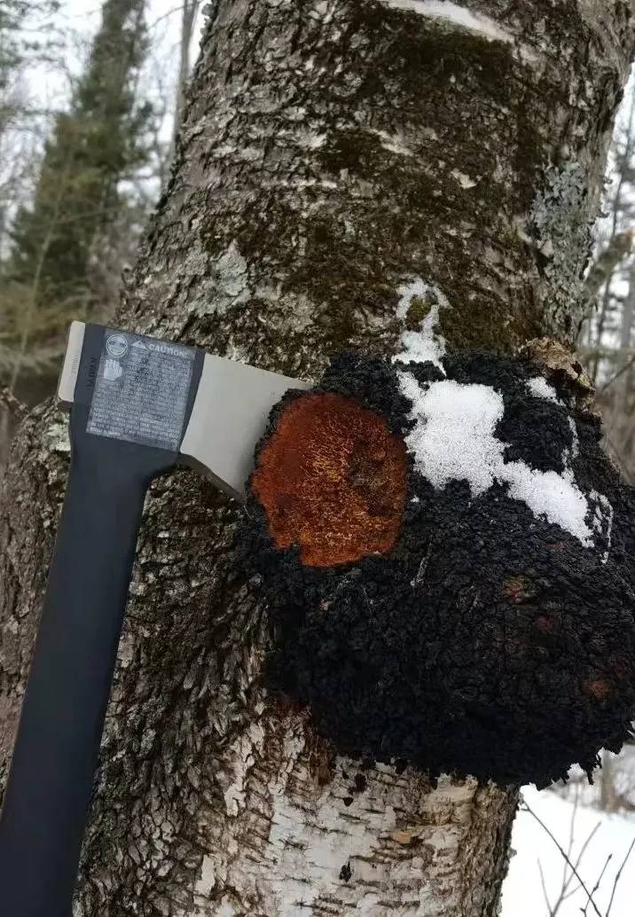 揭秘| 鞑靼人与神秘真菌