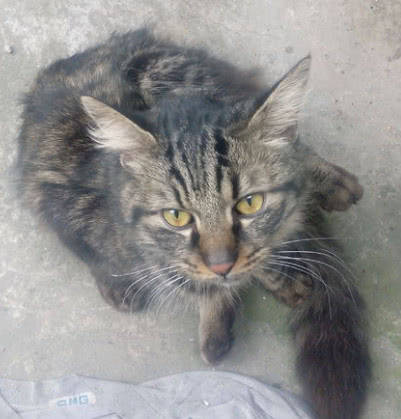 猫咪猫咪夜不归宿，第二天回来时主人气笑了，你还有脸回来