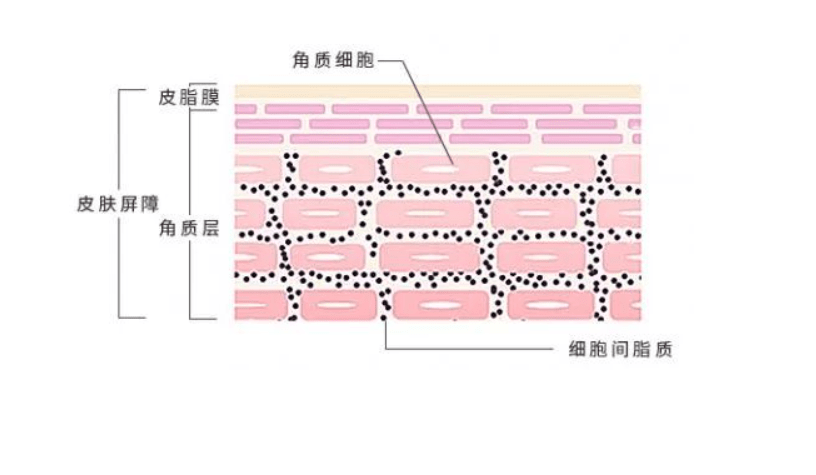 易敏皮肤易敏的女生，建议掌握这些“护肤小技巧”，让你不做大红脸