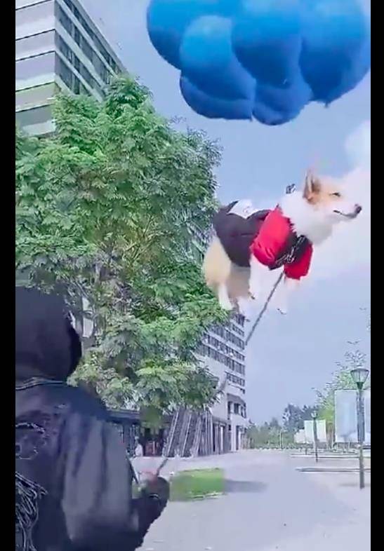 方法主人把氢气球拴在柯基身上，让它飘着牵出去玩，变成“飞基”了？