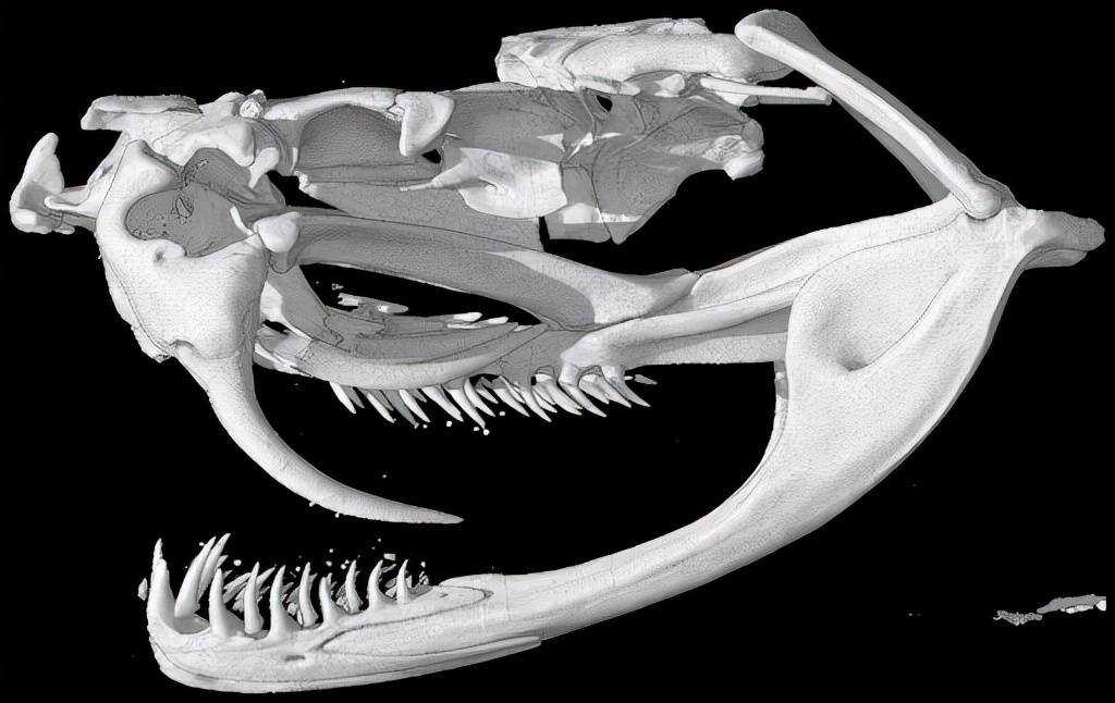 蛇的嘴巴能张那么大为什么不会脱臼一口气了解蛇的骨骼结构