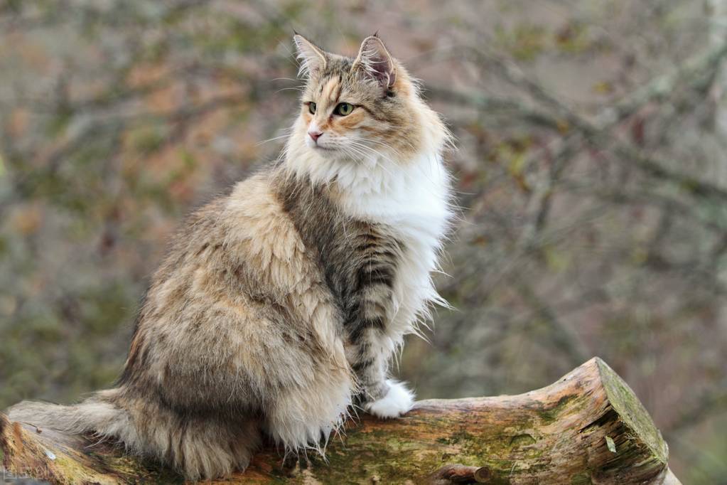 一只挪威森林猫从上海托运到青岛的过程!_毛和_爱丽丝_环境