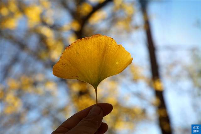 时期|青岛晚秋初冬季节，走进八大关，打卡“枫”之情，尽赏秋之韵