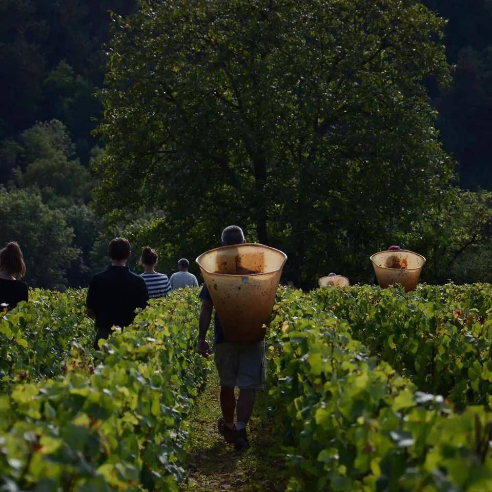 巴洛米洛|勃艮第精品家族酒庄，安慕父子&amp;泊索父子，巴洛米洛&amp;文森特吉拉丹！