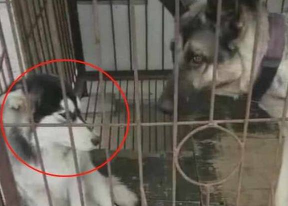 因为二哈欺负老实德牧，主人生气把它们关在了一起，二哈反应笑哭主人
