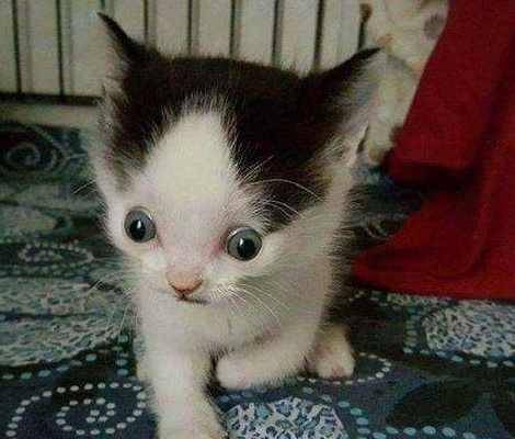收养的猫咪生下了小奶猫，小奶猫长相十分奇怪，了解缘由后主人泪目！