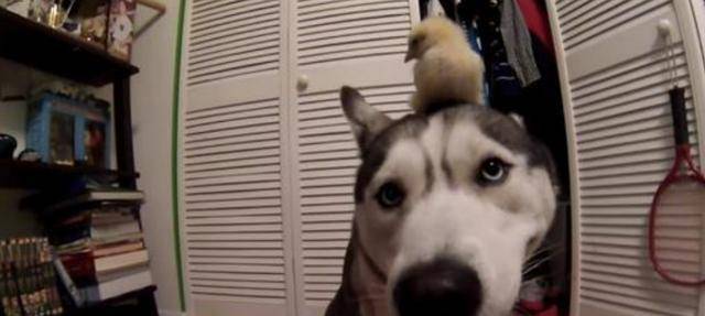 鸡仔二哈精心照顾小鸡仔，2个月后画风突变！