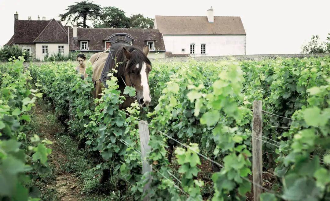 酒庄|勃艮第名家,丹尼尔瑞阳父子&阿尔劳德&安妮伯仙&安娜葛鲁&阿