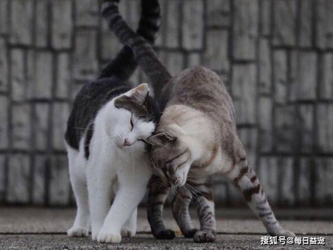 同伴猫咪同伴身亡，不舍离开哀嚎求助：好心的人们，救救它吧！