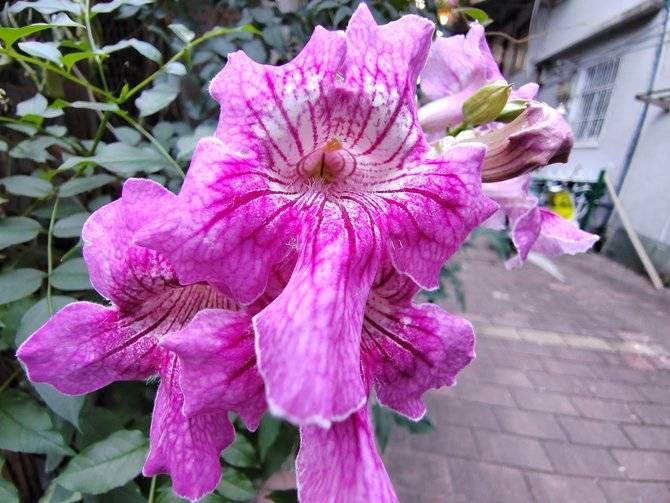 荣耀60 Pro详细评测：AI隔空手势Vlog创新体验