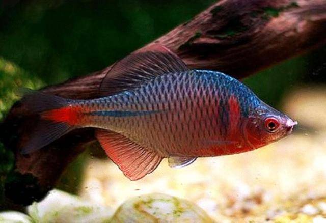 吃鱼时却抢着吃,嘴小肚子大还贪吃,香脆骨头酥_鰟鮍_瓶子_农田