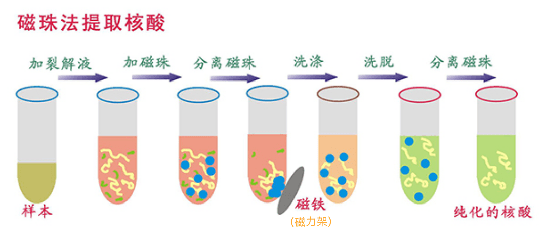 DNA纯化——PCR产物纯化_物质_大分子_溶液