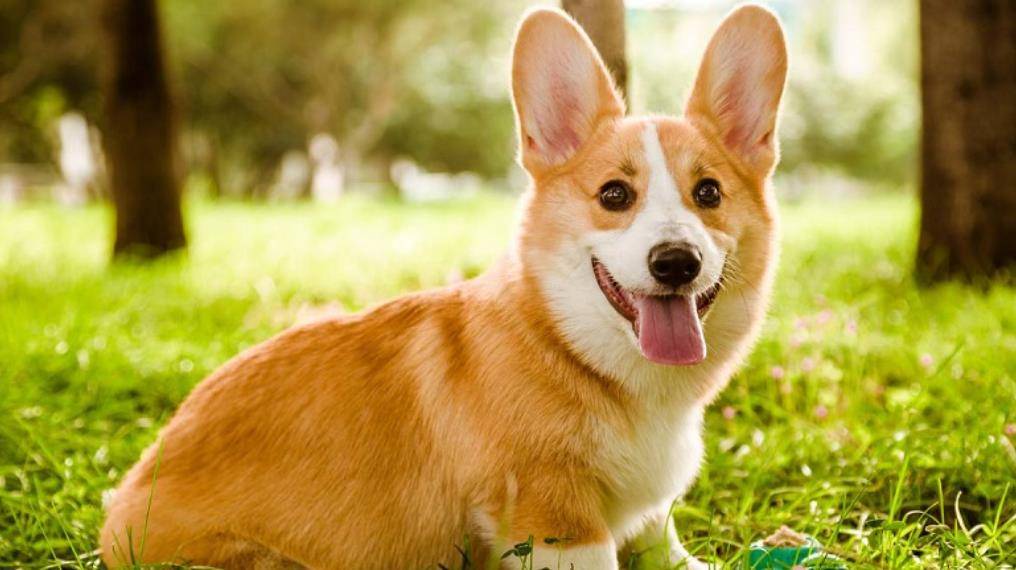 智商黑背柯基和黄背柯基哪个贵?