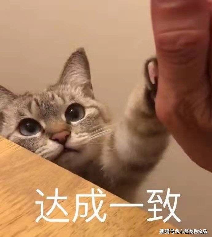猫咪|主食包居然藏着小秘密？