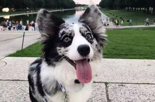 智商黑背柯基和黄背柯基哪个贵?