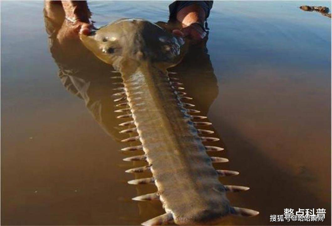 梦境的深意，梦见河田里虾鱼游——探索潜意识中的自然与和谐