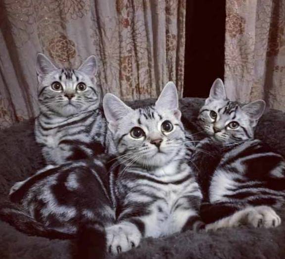 体重这几种易胖体质的猫，连橘猫都赶不上它们，胖到看不见腿