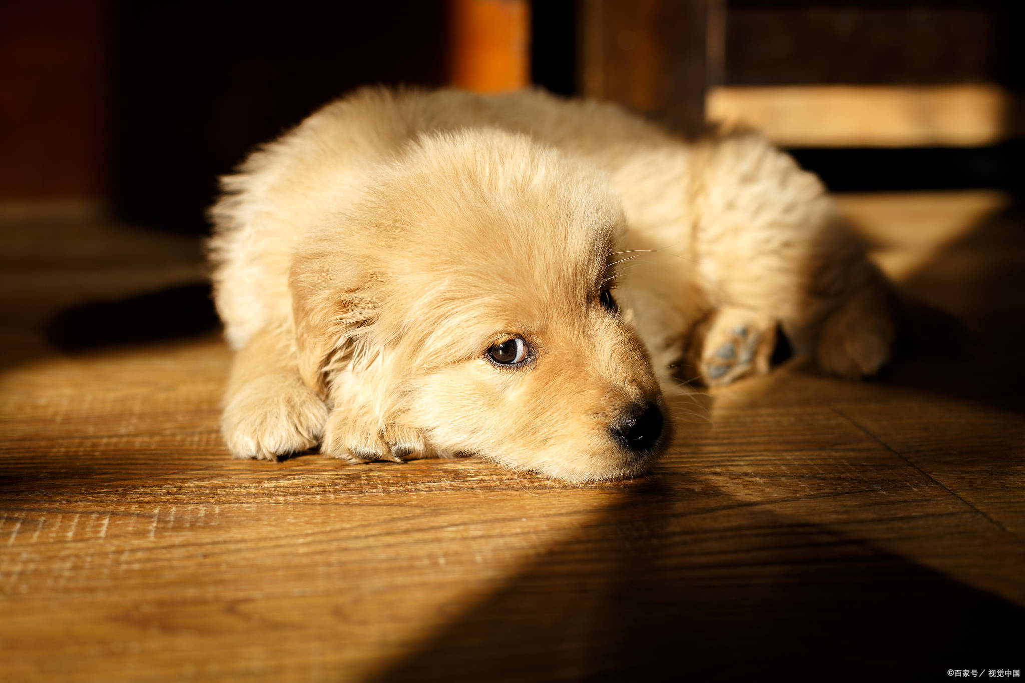 金毛幼犬写真图片图片