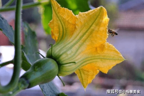 吃黄瓜不如吃南瓜花 没想到功效那么多 简直 全能蔬菜 最好的 夏天 治疗